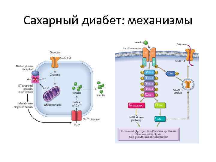 Сахарный диабет: механизмы 