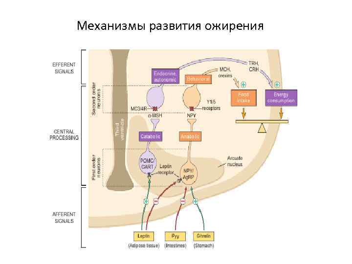 Механизмы развития ожирения 