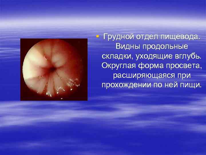 § Грудной отдел пищевода. Видны продольные складки, уходящие вглубь. Округлая форма просвета, расширяющаяся при