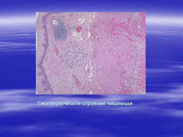 Гистологическое строение пищевода 