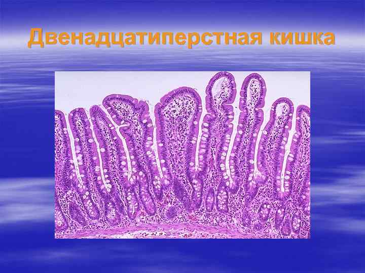 Двенадцатиперстная кишка 