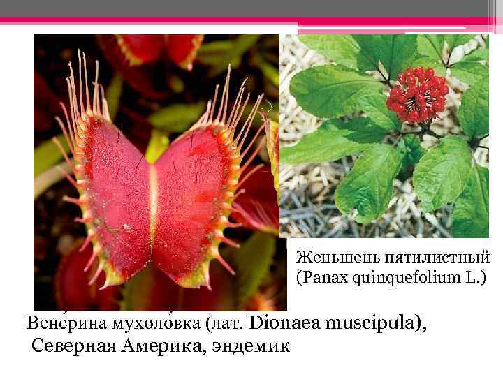 Женьшень пятилистный (Panax quinquefolium L. ) Вене рина мухоло вка (лат. Dionaea muscipula), Северная