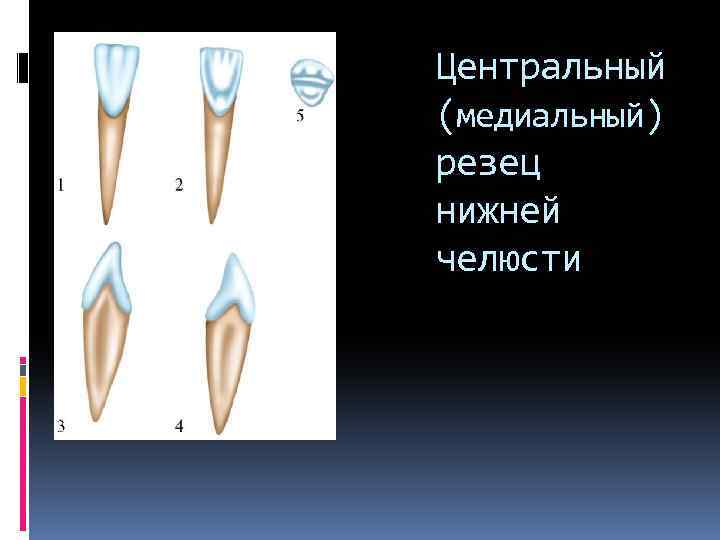 Центральный (медиальный) резец нижней челюсти 