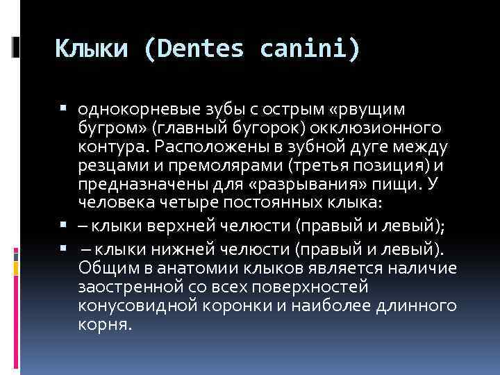 Клыки (Dentes canini) однокорневые зубы с острым «рвущим бугром» (главный бугорок) окклюзионного контура. Расположены