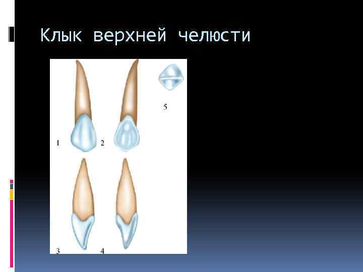 Клык верхней челюсти 