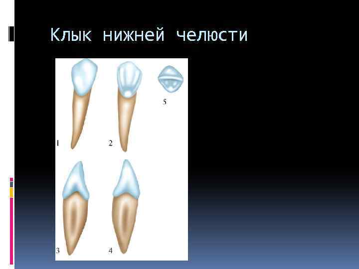  Клык нижней челюсти 