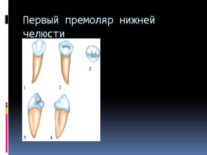 Первый премоляр нижней челюсти 