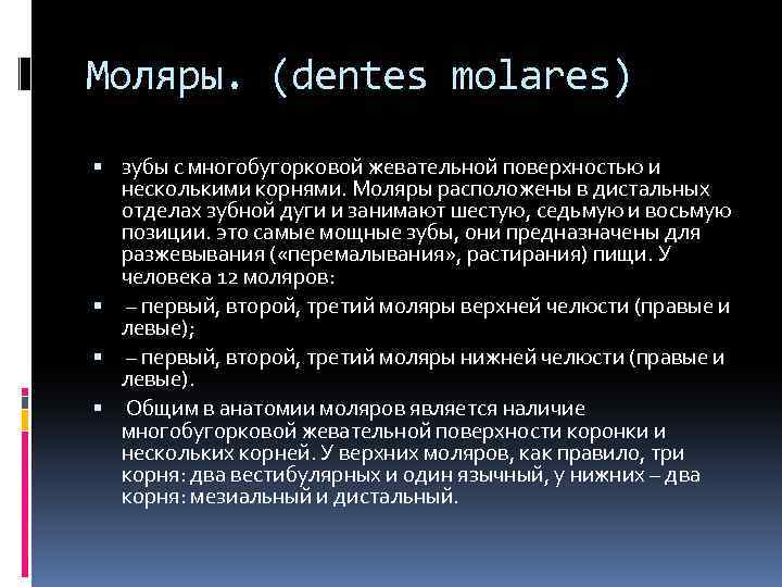 Моляры. (dentes molares) зубы с многобугорковой жевательной поверхностью и несколькими корнями. Моляры расположены в