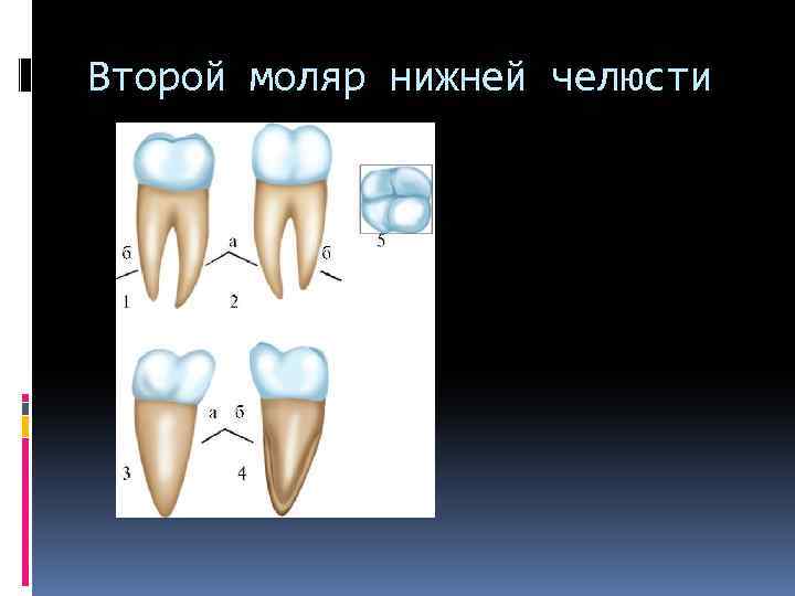 Второй моляр нижней челюсти 