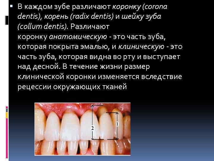  В каждом зубе различают коронку (corona dentis), корень (radix dentis) и шейку зуба