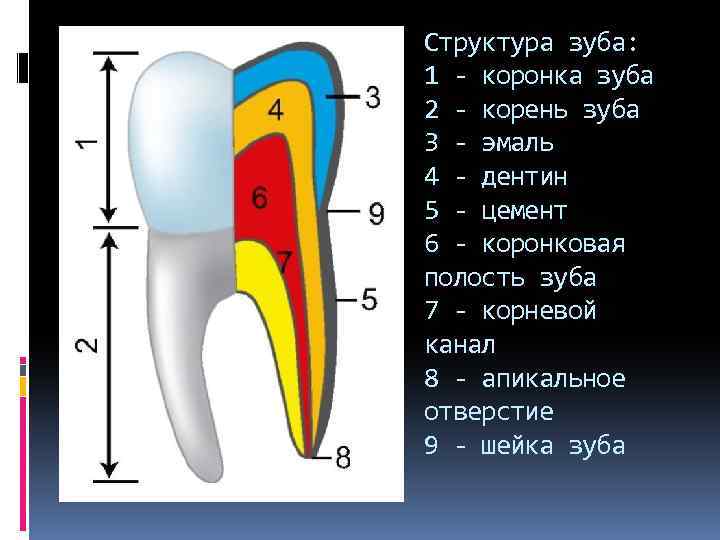 Структура зуба: 1 - коронка зуба 2 - корень зуба 3 - эмаль 4