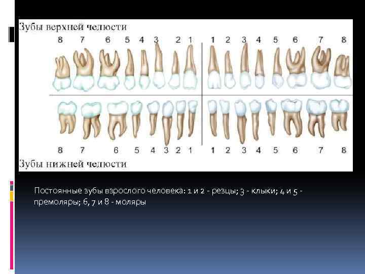 Постоянные зубы взрослого человека: 1 и 2 - резцы; 3 - клыки; 4 и