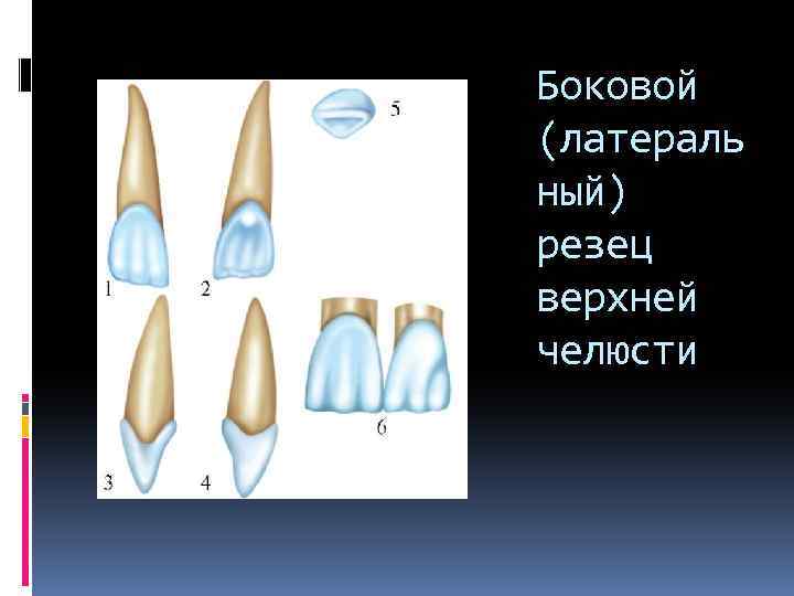 Боковой (латераль ный) резец верхней челюсти 