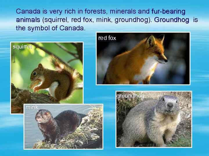 Canada is very rich in forests, minerals and fur-bearing animals (squirrel, red fox, mink,