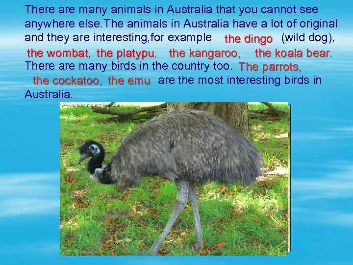 There are many animals in Australia that you cannot see anywhere else. The animals