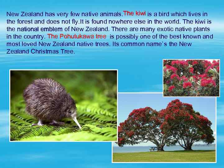 The kiwi New Zealand has very few native animals. is a bird which lives