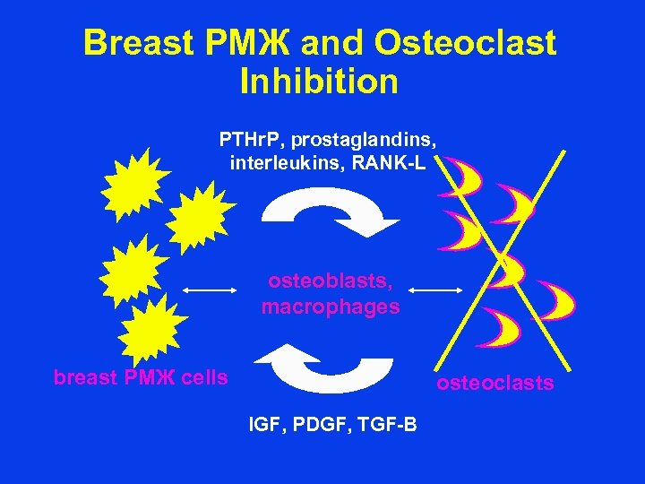Breast РМЖ and Osteoclast Inhibition PTHr. P, prostaglandins, interleukins, RANK-L osteoblasts, macrophages breast РМЖ