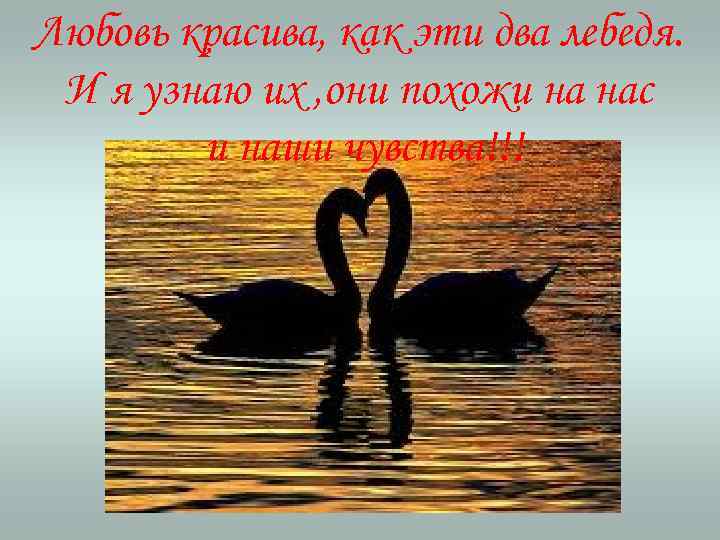 Любовь красива, как эти два лебедя. И я узнаю их , они похожи на