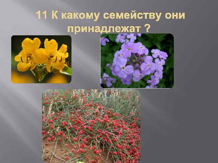 11 К какому семейству они принадлежат ? 