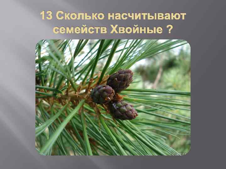 13 Сколько насчитывают семейств Хвойные ? 