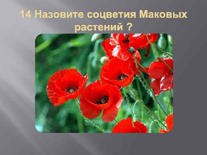 14 Назовите соцветия Маковых растений ? 