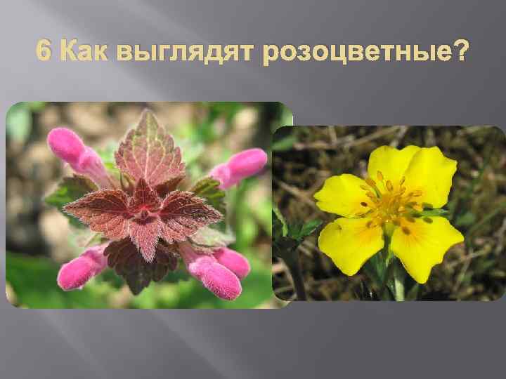 6 Как выглядят розоцветные? 