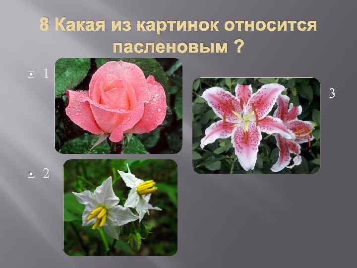8 Какая из картинок относится пасленовым ? 1 3 2 