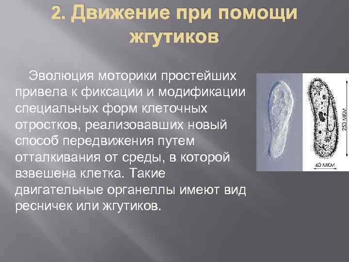 2. Движение при помощи жгутиков Эволюция моторики простейших привела к фиксации и модификации специальных