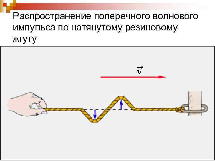 На рисунке изображен момент распространения волны по шнуру