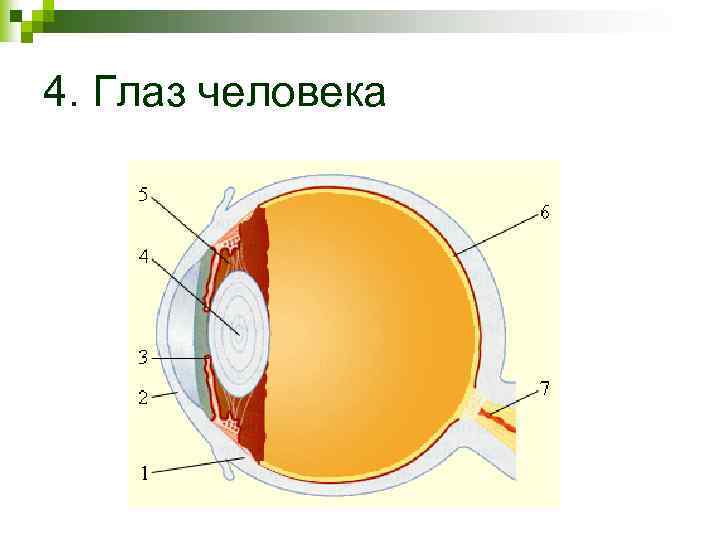 4. Глаз человека 