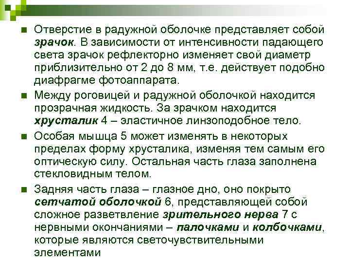 n n Отверстие в радужной оболочке представляет собой зрачок. В зависимости от интенсивности падающего