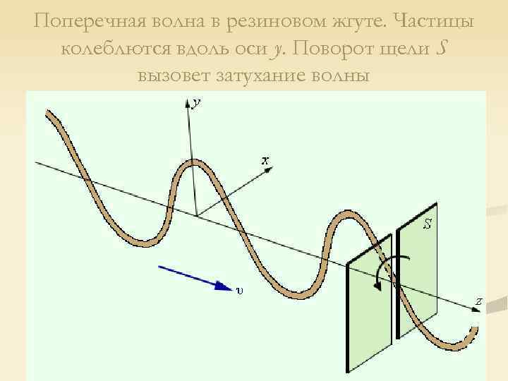 Поперечная волна в резиновом жгуте. Частицы колеблются вдоль оси y. Поворот щели S вызовет