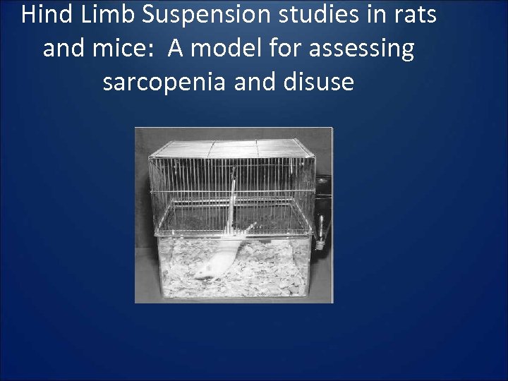 Hind Limb Suspension studies in rats and mice: A model for assessing sarcopenia and