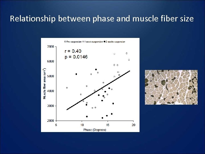 Relationship between phase and muscle fiber size 