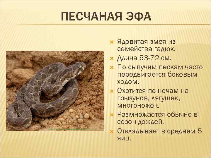 ПЕСЧАНАЯ ЭФА Ядовитая змея из семейства гадюк. Длина 53 -72 см. По сыпучим пескам