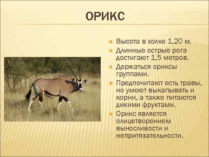 ОРИКС Высота в холке 1, 20 м. Длинные острые рога достигают 1, 5 метров.