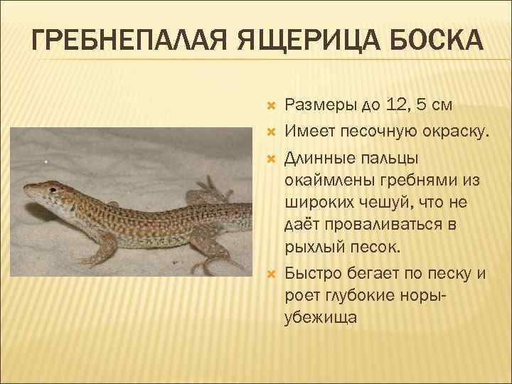 ГРЕБНЕПАЛАЯ ЯЩЕРИЦА БОСКА Размеры до 12, 5 см Имеет песочную окраску. Длинные пальцы окаймлены