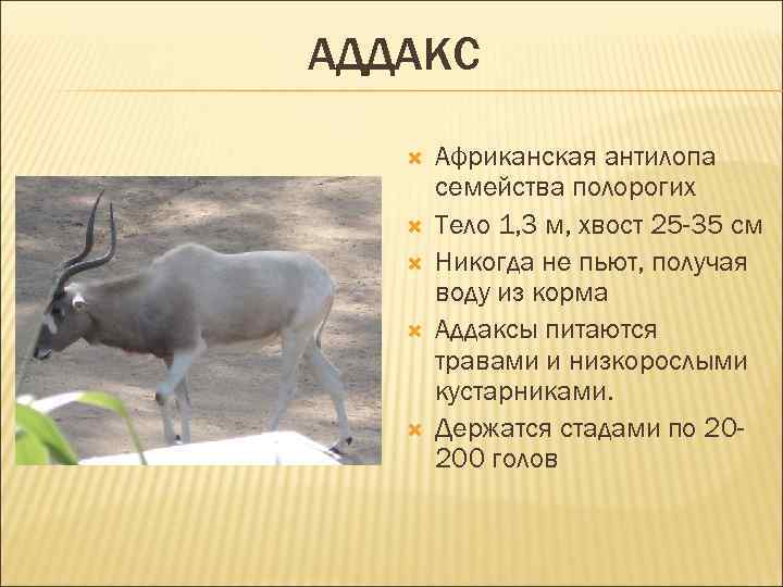 АДДАКС Африканская антилопа семейства полорогих Тело 1, 3 м, хвост 25 -35 см Никогда