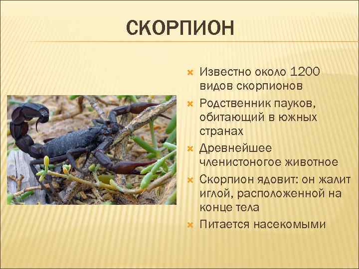 СКОРПИОН Известно около 1200 видов скорпионов Родственник пауков, обитающий в южных странах Древнейшее членистоногое