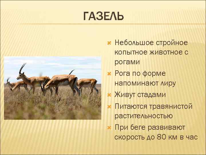 ГАЗЕЛЬ Небольшое стройное копытное животное с рогами Рога по форме напоминают лиру Живут стадами