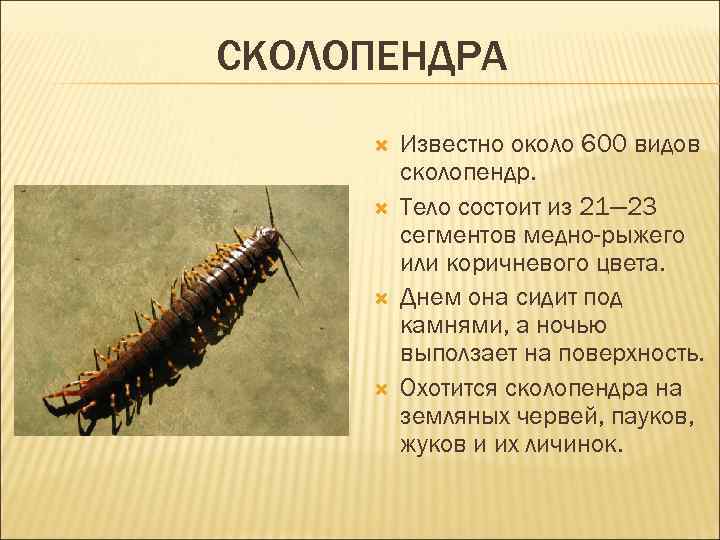 СКОЛОПЕНДРА Известно около 600 видов сколопендр. Тело состоит из 21— 23 сегментов медно-рыжего или