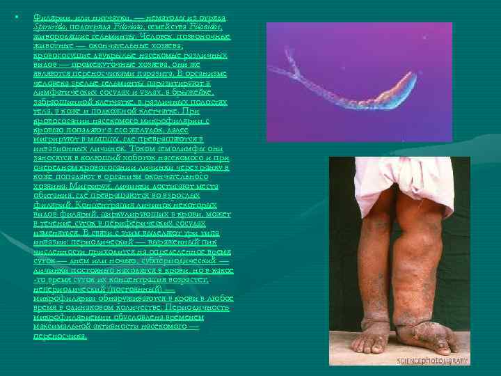  • Филярии, или нитчатки, — нематоды из отряда Spirurida, подотряда Filariata, семейства Filanidae,