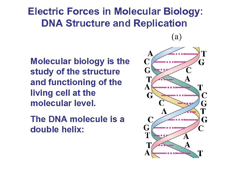 Electric Forces in Molecular Biology: DNA Structure and Replication Molecular biology is the