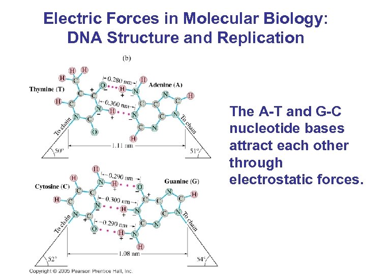 Electric Forces in Molecular Biology: DNA Structure and Replication The A-T and G-C nucleotide