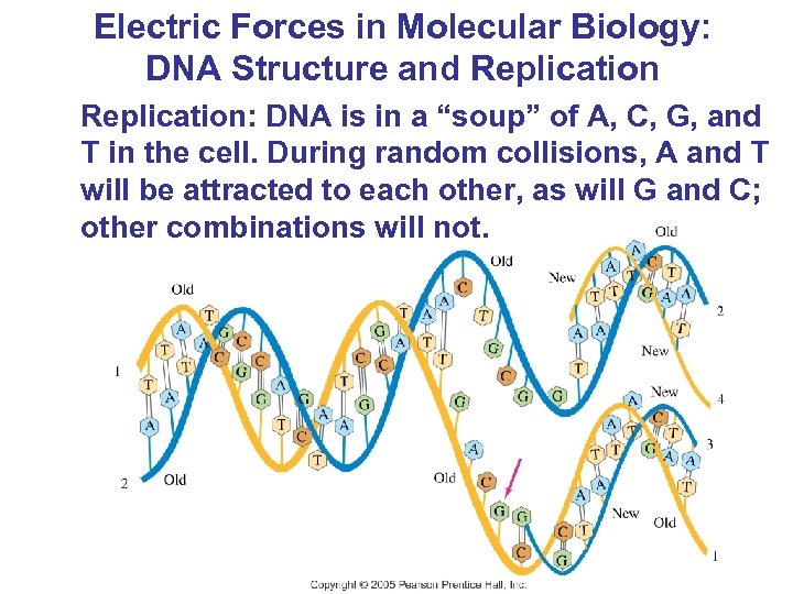 Electric Forces in Molecular Biology: DNA Structure and Replication: DNA is in a “soup”