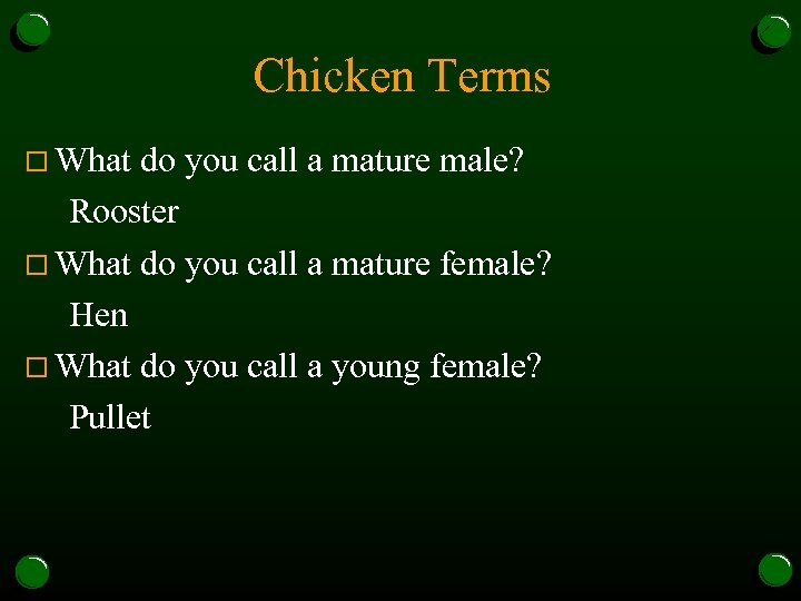 Chicken Terms o What do you call a mature male? Rooster o What do