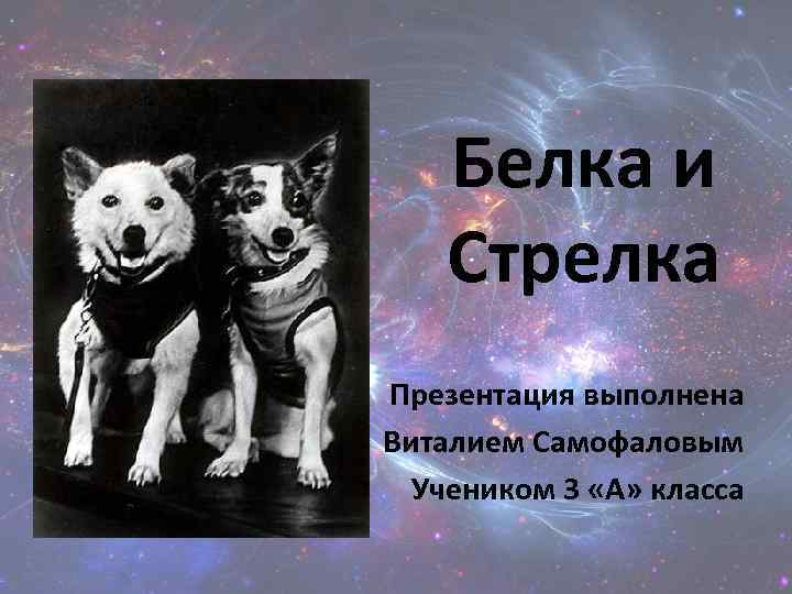 Презентация белка и стрелка