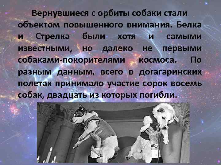 Вернувшиеся с орбиты собаки стали объектом повышенного внимания. Белка и Стрелка были хотя и