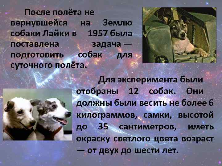 Какая 1 собака была. Собаки лайка белка и стрелка. Первый полёт в космос белка и стрелка. Собаки в космосе. Первая собака полетевшая в космос.