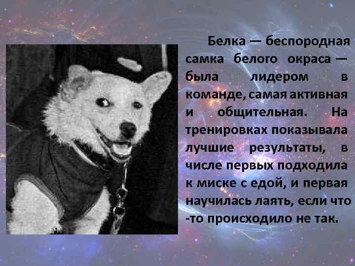 Белка — беспородная самка белого окраса — была лидером в команде, самая активная и